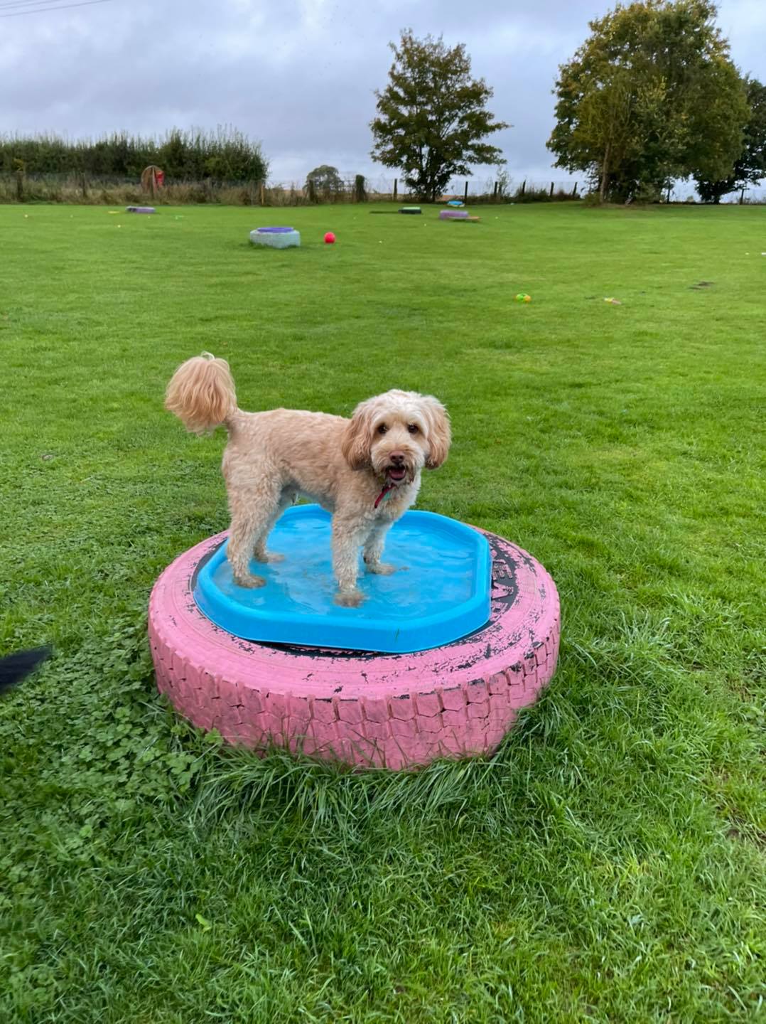 cockerpoo-enjoying-water-tray at Village Pets Kennels