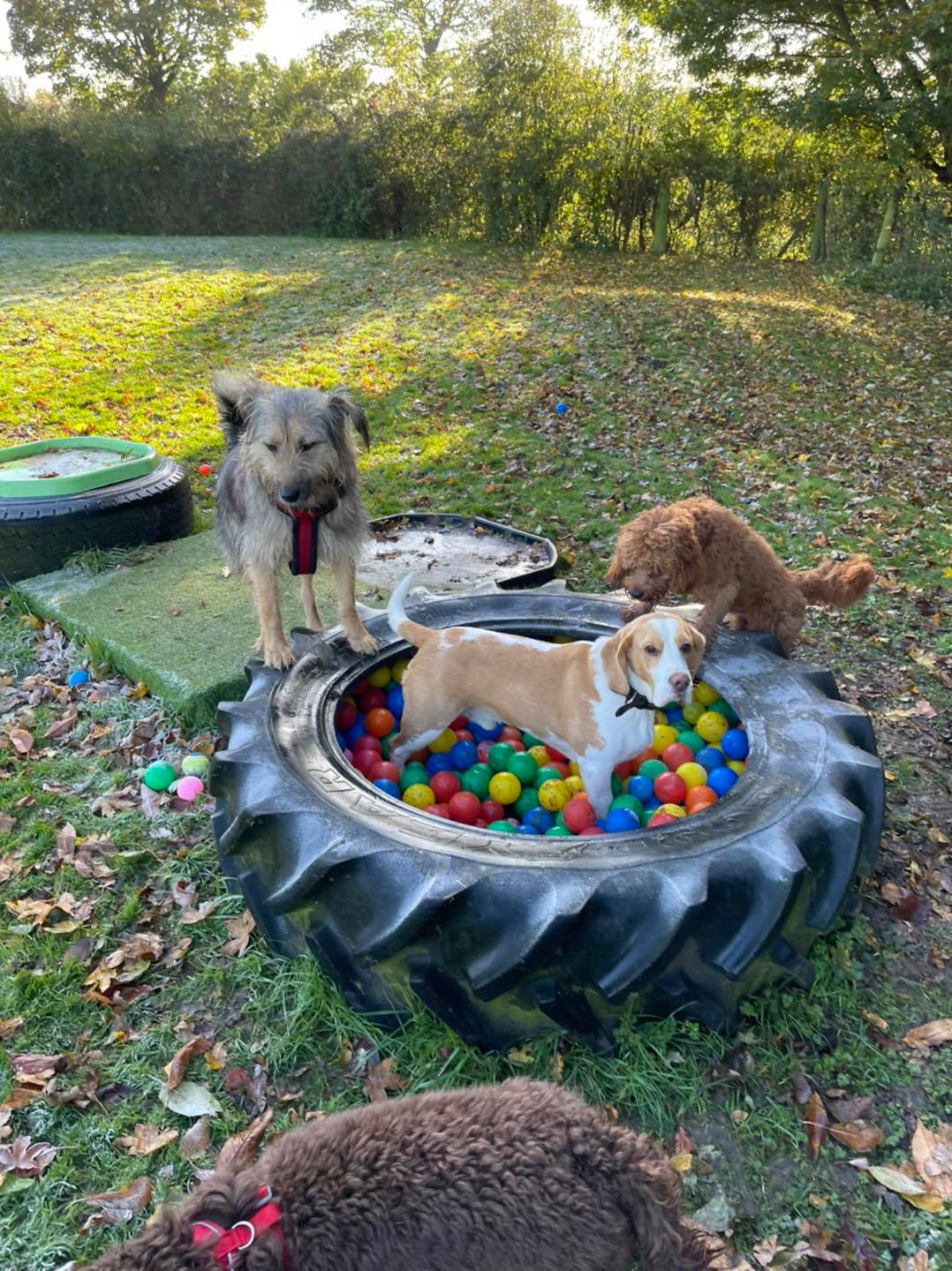 dogs-in-ball-tyre at Village Pets Kennels