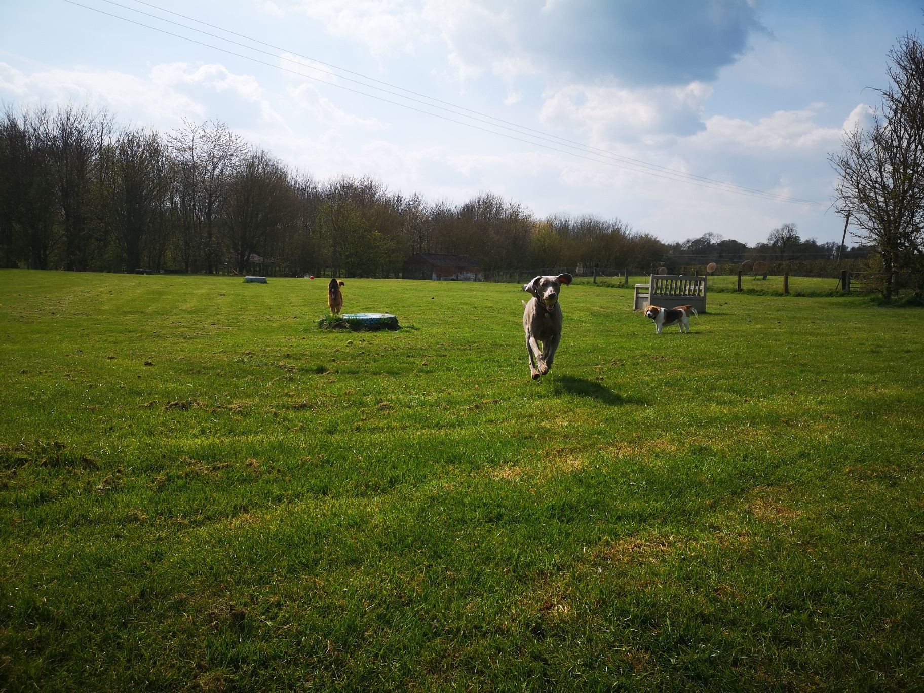 dogs-running-towards-camera-at Village Pets Kennels