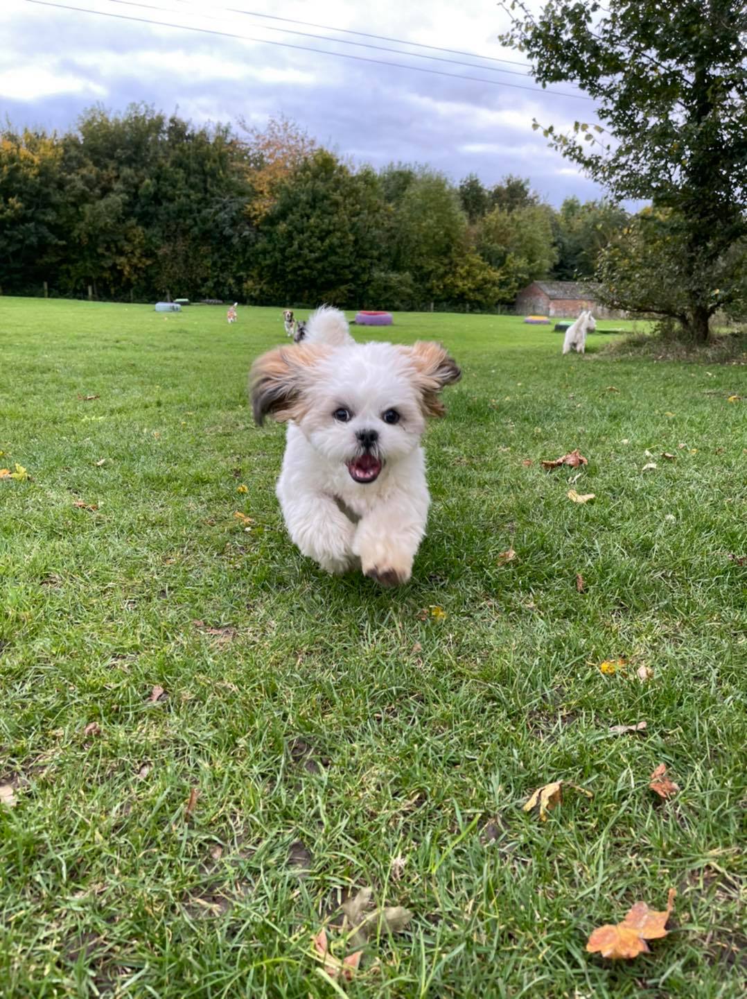 little-white-fluffy-dog-running-towards-camera-happy