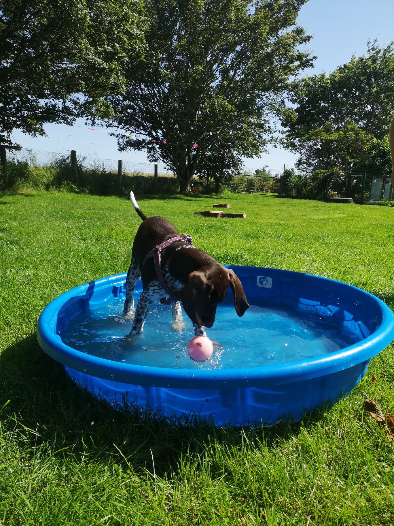 puppy-in-water-pool at Village Pets Kennels