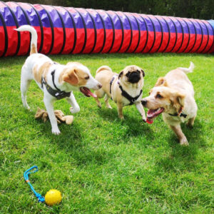 dog socialisation having fun together in Village Pets Kennels paddock