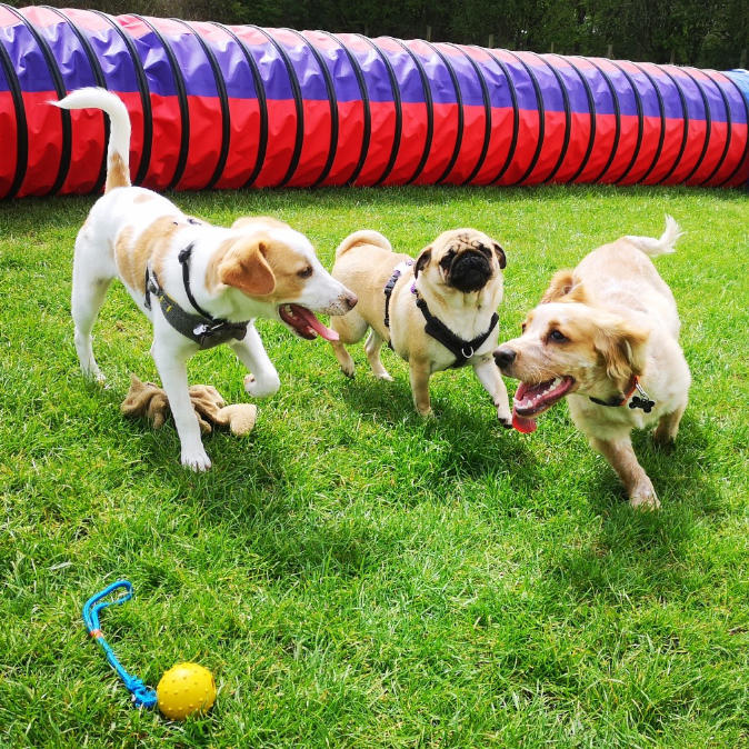 dog socialisation having fun together in Village Pets Kennels paddock