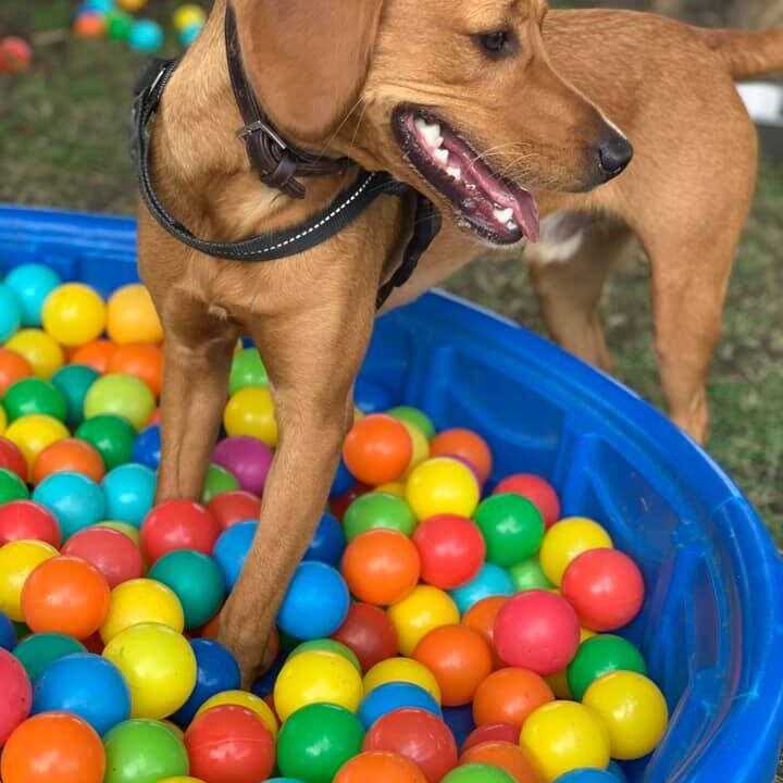 Buzz the labrador in ball pit at Village Pets Kennels