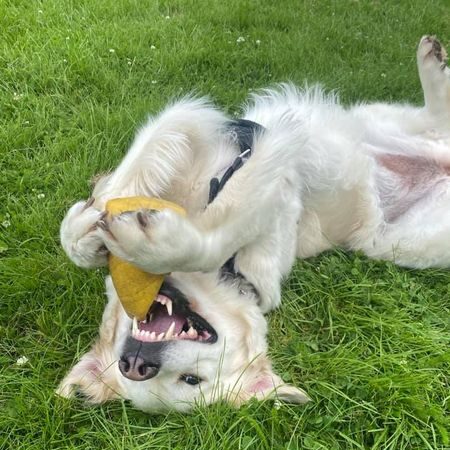 Dog enjoying long lasting dog chew