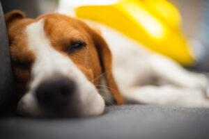 Village Pets Dog Boarding Kennels tired out beagle dog after a day of fun at Village Pets