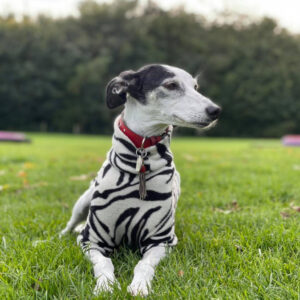 dog in a zebra print coat at Village Pets Kennels