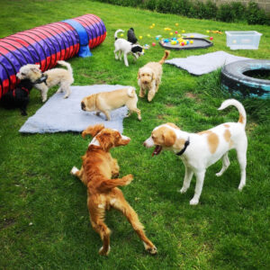 dogs having fun together with their dog walker at Village Pets Kennels in Bedfordshire