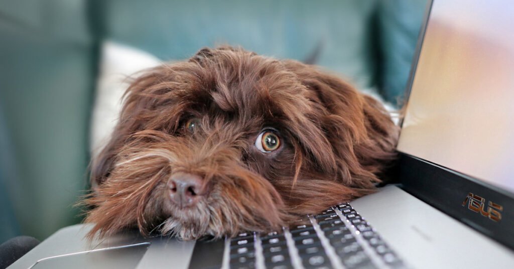 dog looking over keyboard