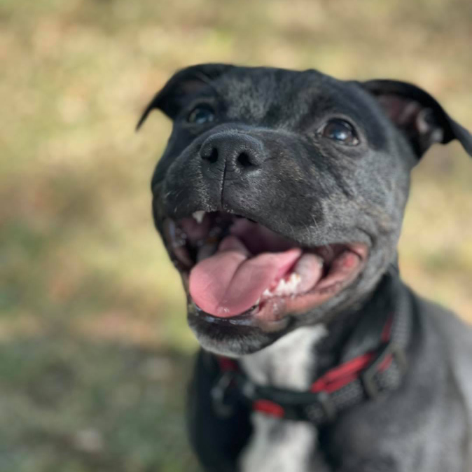 happy face staffordshire bull terrier at Village Pets Kennels