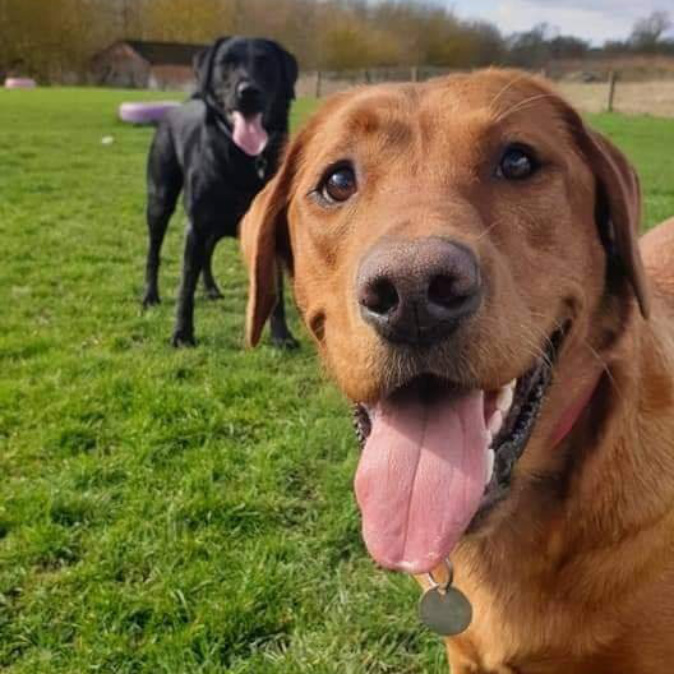 happy labradors at Village Pets Kennels