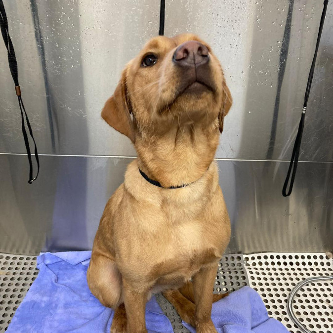 labrador in dog bath at Village Pets Dog Wash