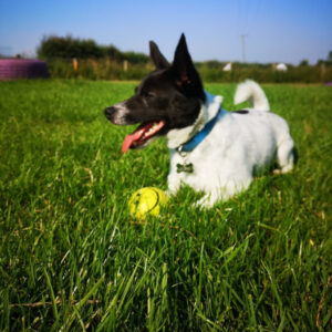 little dog lying on grass with ball at Village Pets Kennels