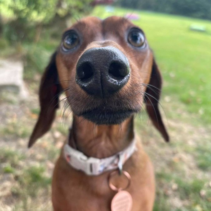 minature daschund staring lovingly into the camera Village Pets Kennels