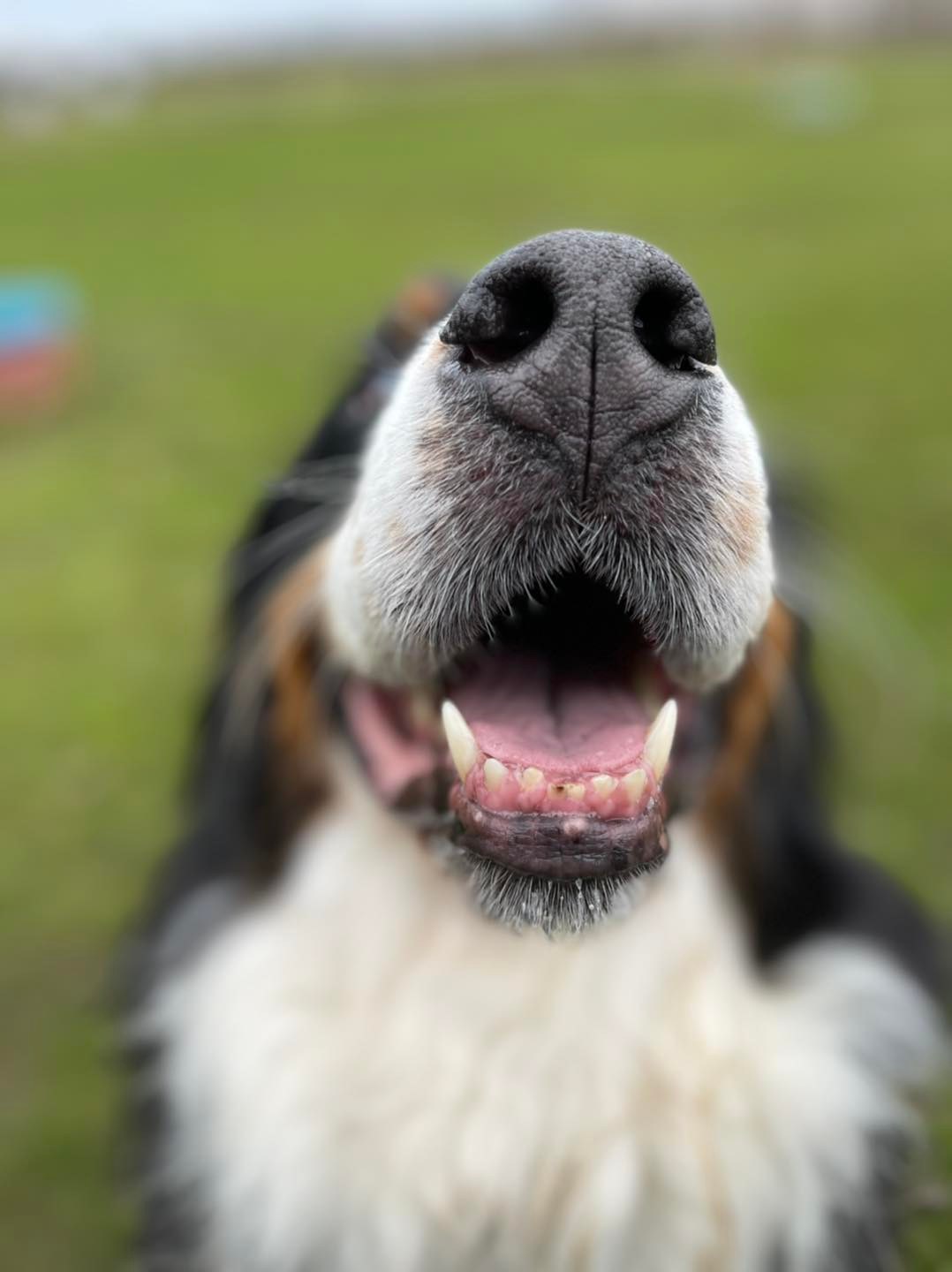 close up of dogs nose at Village Pets Kennels Paddock