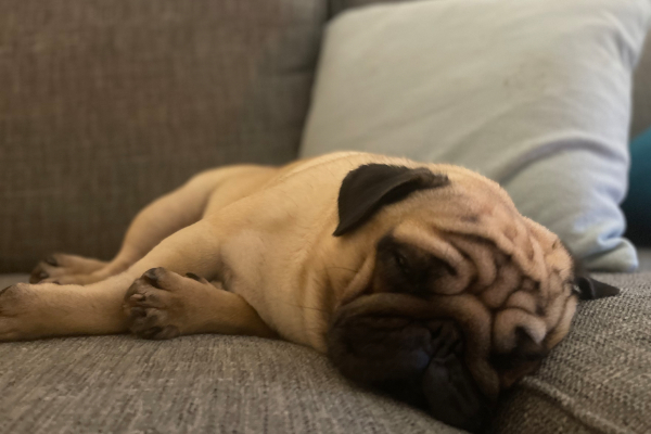 pug puppy after a dog walk at Village Pets Kennels