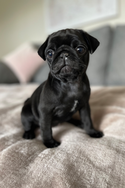 Embarassed Dog on Bed