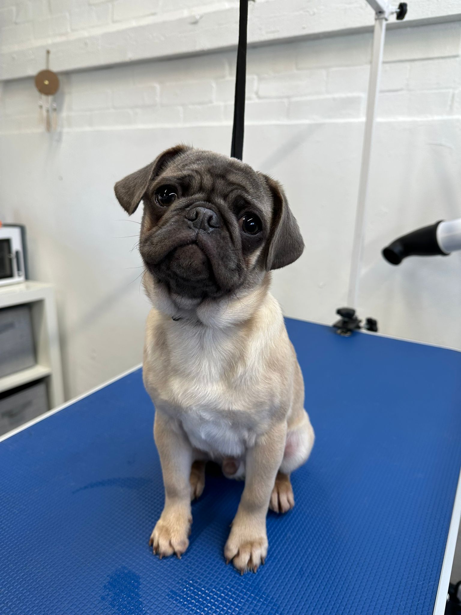 pub enjoying dog grooming at village pets