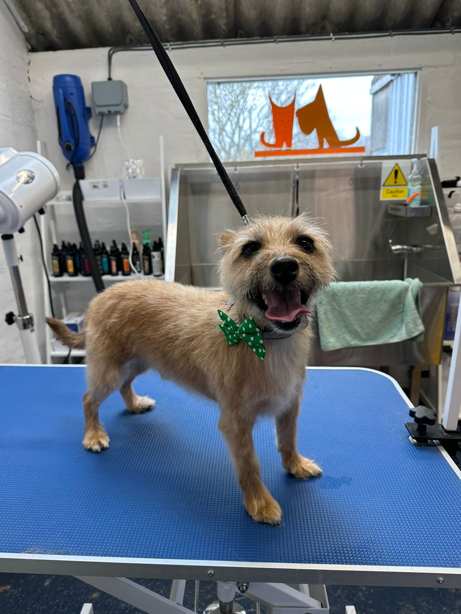 Dog grooming at Village Pets