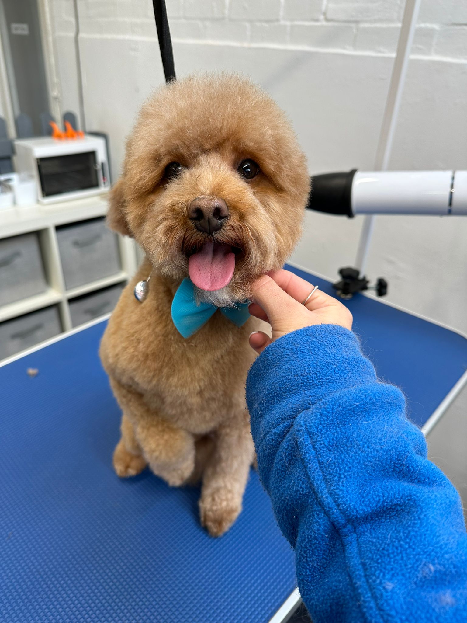 Dog after grooming at Village Pets