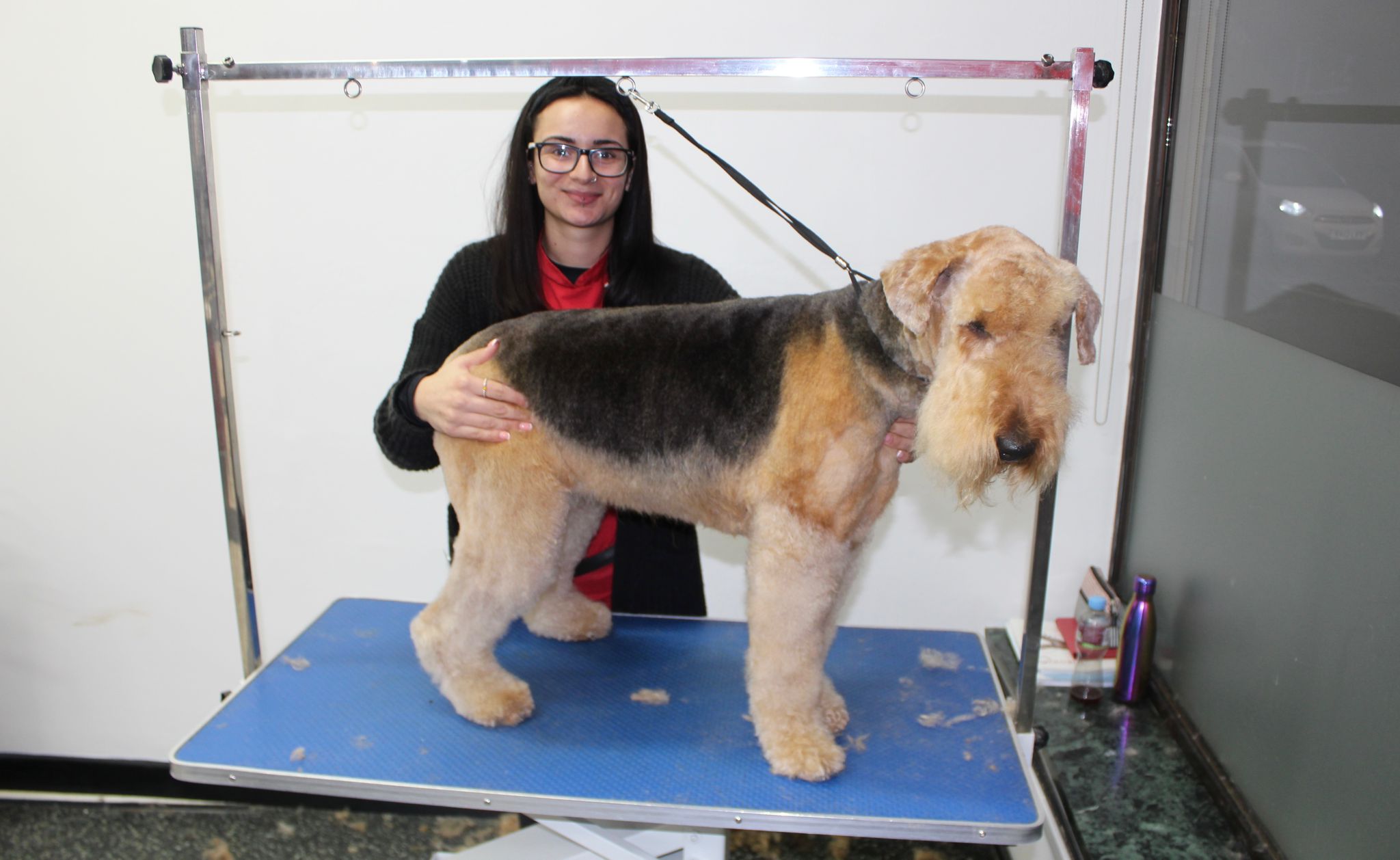 Dog enjoying a groom at Village Pets Dog Groomers in Bedfordshire