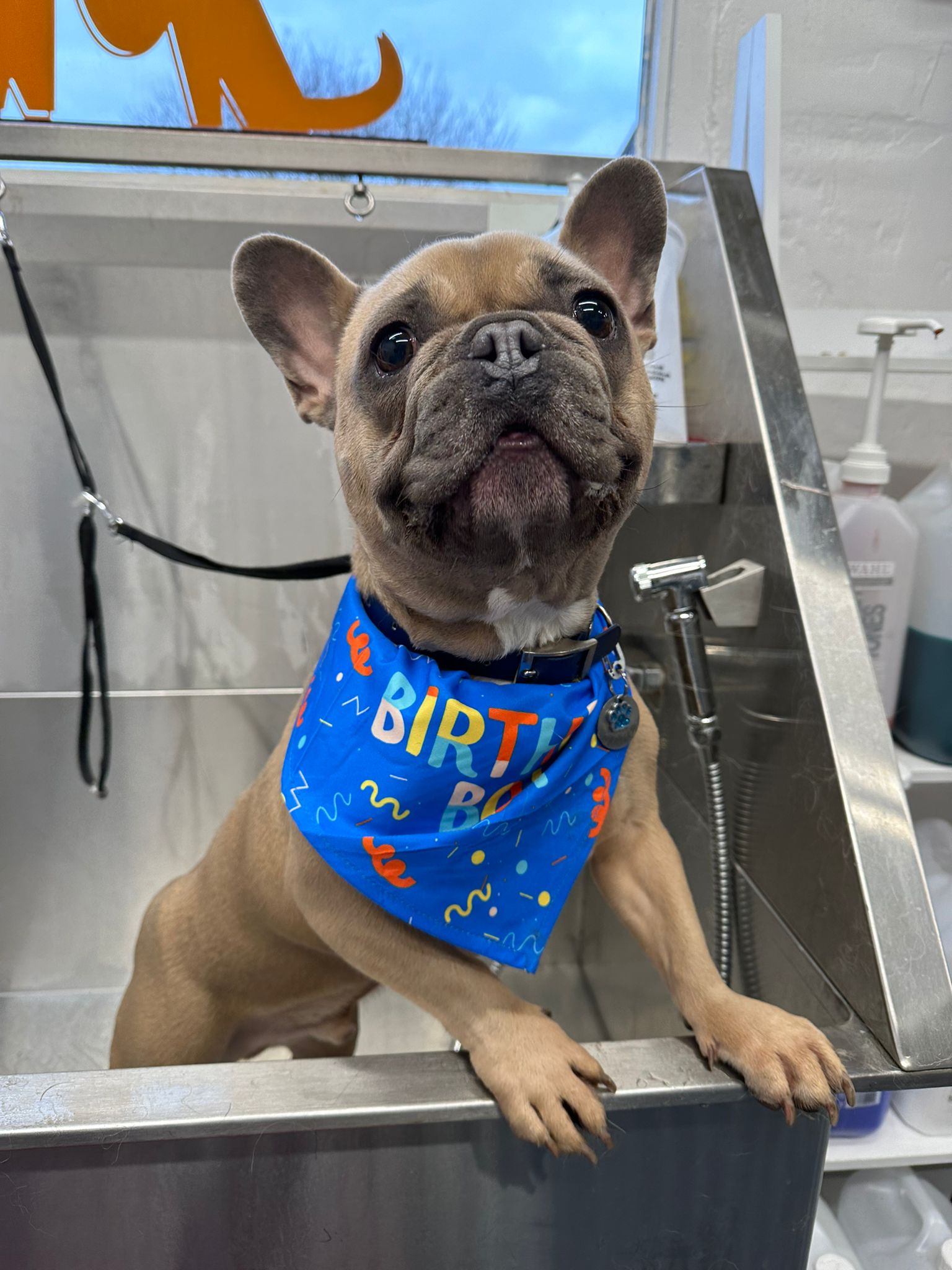 Birthday Boy Dog Groom at Village Pets