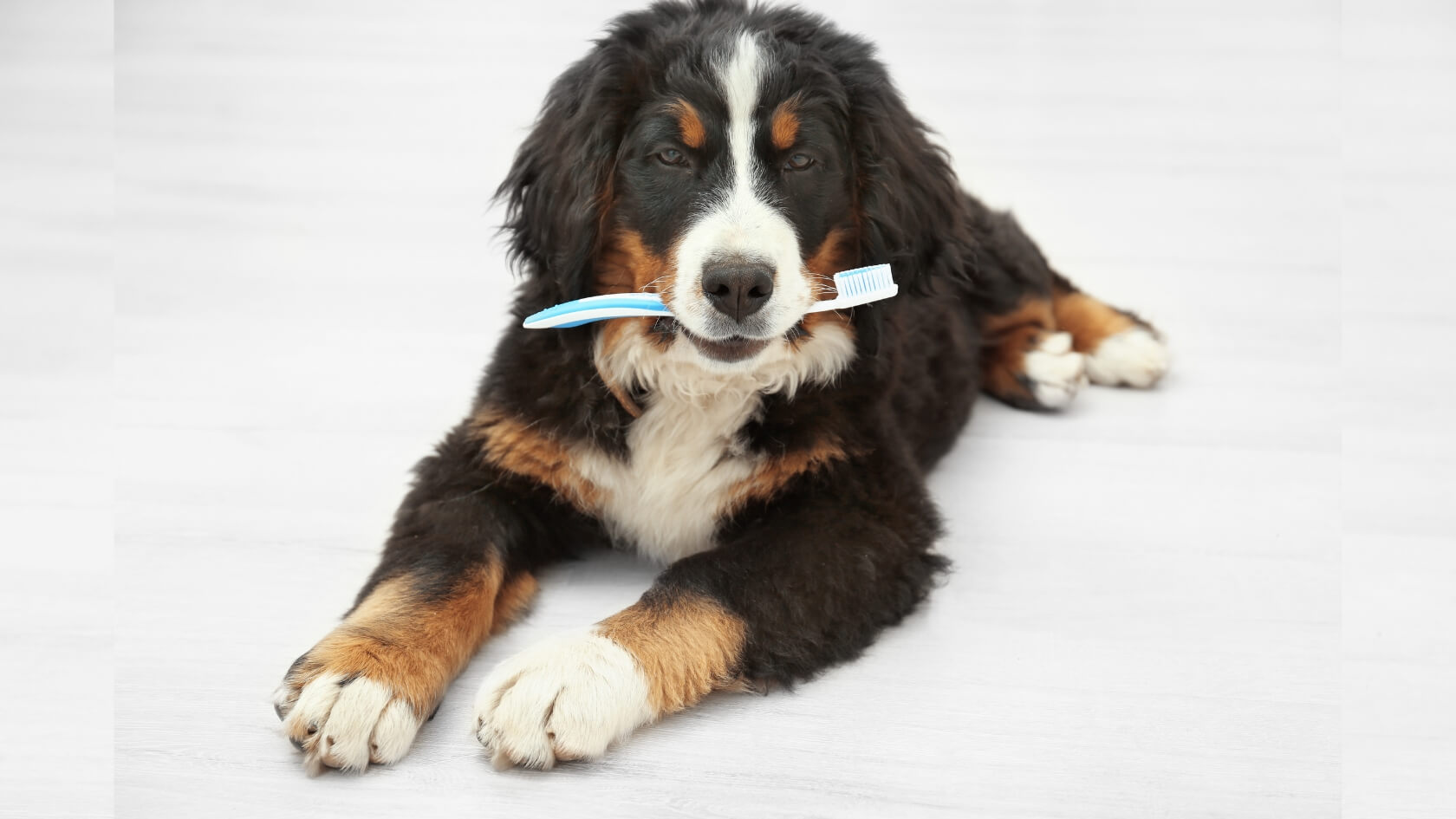 Dog-teeth-cleaning