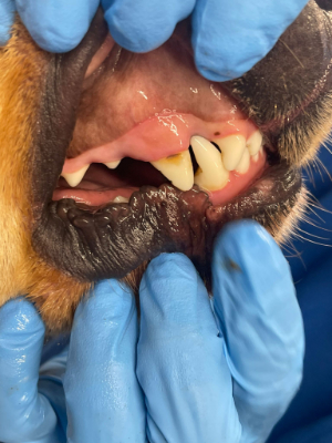 Village pets dog teeth cleaning before emmi pet